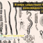 Small white worms in humans: types and characteristics