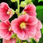 Garden mallow - a joy for the summer resident