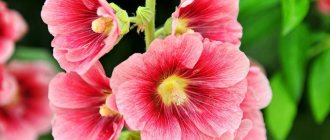 Garden mallow - a joy for the summer resident