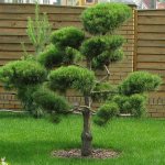 Master class on how to make an artificial Bonsai