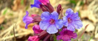 Lungwort: description