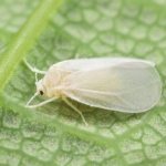 small white midges on indoor flowers