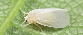 small white midges on indoor flowers