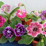 Gloxinia mix