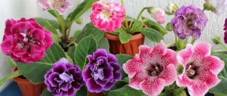 Gloxinia mix