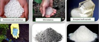 mineral fertilizers for indoor plants and flowers