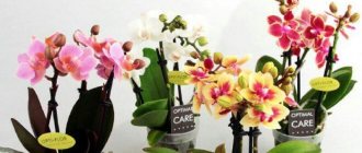 Mini orchids