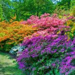 Perennial bush flowers