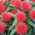 Perennial hemanthus