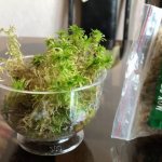 Moss for orchids