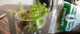 Moss for orchids