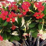 Euphorbia Mile