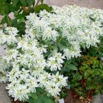 Euphorbia fringed photo