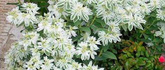 Euphorbia fringed photo