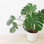 monstera