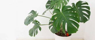 monstera