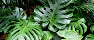 Monstera