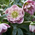 hellebore flower photo