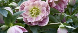 hellebore flower photo