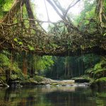 Bridge made of aerial roots of ficus rubbery photo