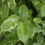 Is it possible to keep ficus benjamina, rubber, robusta at home: signs