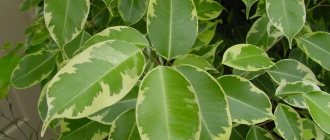 Is it possible to keep ficus benjamina, rubber, robusta at home: signs