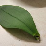 Is it possible to propagate an orchid with leaves?