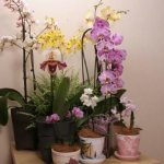 Is it possible to plant an orchid in an opaque pot?