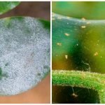 Powdery mildew and spider mites