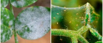 Powdery mildew and spider mites