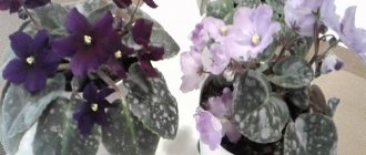 powdery mildew on violets photo