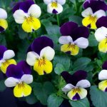 In the photo - wild Viola Pansy