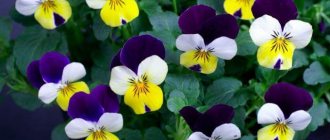 In the photo - wild Viola Pansy