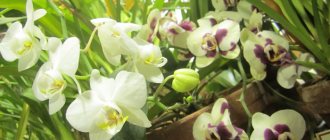 Наиболее часто в домашних условиях цветы высаживают именно в горшки, пластиковые или глиняные © DachaDecor.ru