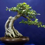 oblique mold for ficus bonsai