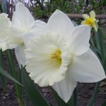 Daffodils