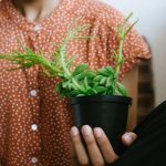 Popular wisdom: why you can’t take someone else’s plant into your home