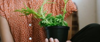 Popular wisdom: why you can’t take someone else’s plant into your home