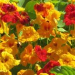 Nasturtium: description