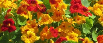 Nasturtium: description