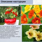 Nasturtium climbing. Photos in the garden, planting, care, growing 