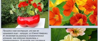 Nasturtium climbing. Photos in the garden, planting, care, growing 