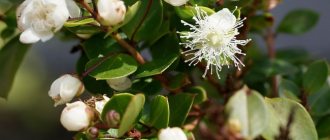 Lack of sunlight can affect the number of flowers