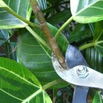 pruning ficus with pruning shears