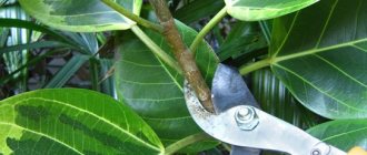 pruning ficus with pruning shears