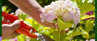 pruning hydrangea