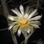 Very beautiful cacti: Astrophytum Medusa Head