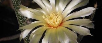 Very beautiful cacti: Astrophytum Medusa Head