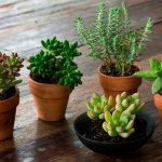 Sedum (Sendum) types and varieties