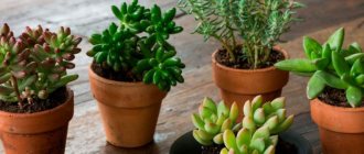 Sedum (Sendum) types and varieties